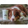 Trockenshampoo f&uuml;r Hunde - mit original marokkanischer Lavaerde | Vegan und Bio | zur chemiefreien Fellpflege | 1 kg